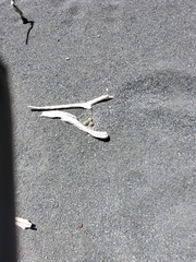 Charadrius bicinctus bicinctus