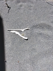 Charadrius bicinctus bicinctus