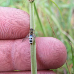 Entomophthora