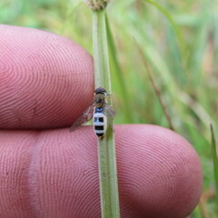 Entomophthora