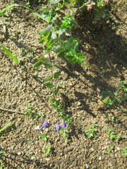 Scutellaria strigillosa