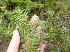 Prumnopitys ferruginea