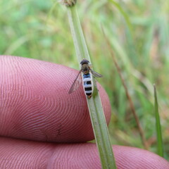 Entomophthora