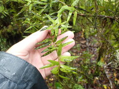 Podocarpus