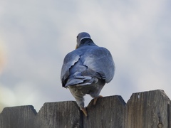 Patagioenas fasciata