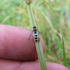 Entomophthora