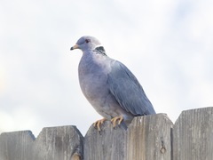 Patagioenas fasciata