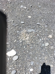 Charadrius bicinctus bicinctus