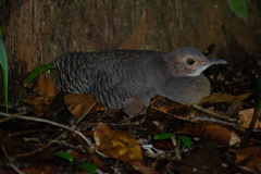 Crypturellus cinnamomeus