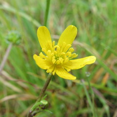 Ranunculus geranioides