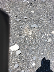 Charadrius bicinctus bicinctus