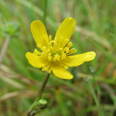 Ranunculus geranioides