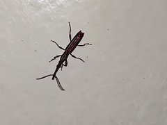 Brentidae