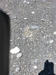 Charadrius bicinctus bicinctus