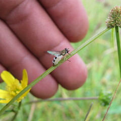 Entomophthora