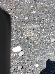 Charadrius bicinctus bicinctus