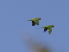 Psittacara mitratus