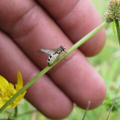 Entomophthora
