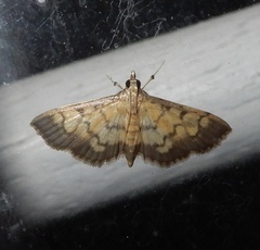 Spilomelinae