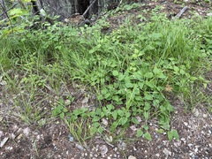 Clematis occidentalis