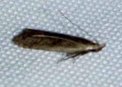 Dichomeris punctipennella