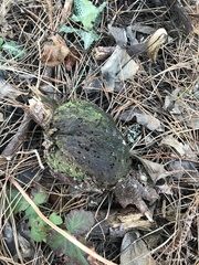 Callirhytis quercussuttoni