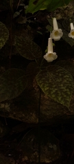 Smithiantha multiflora
