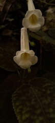 Smithiantha multiflora