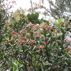 Baccharis prunifolia