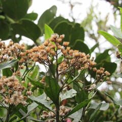 Baccharis prunifolia