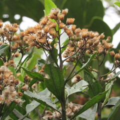 Baccharis prunifolia