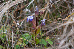 Gentianopsis crinita