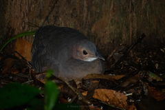 Crypturellus cinnamomeus