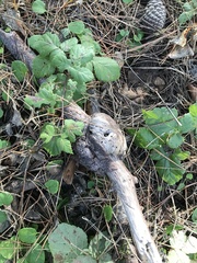 Callirhytis quercussuttoni