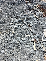 Charadrius bicinctus bicinctus