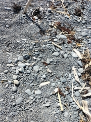 Charadrius bicinctus bicinctus