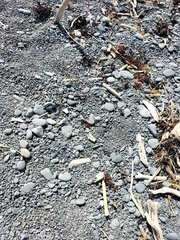 Charadrius bicinctus bicinctus