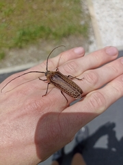 Prionoplus reticularis