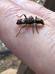 Scrobiger splendidus