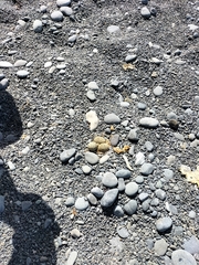 Charadrius bicinctus bicinctus