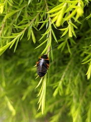 Ellipsidion australe