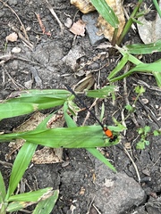 Austroargiolestes chrysoides