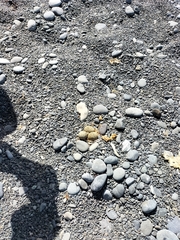 Charadrius bicinctus bicinctus