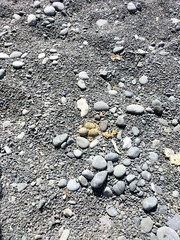 Charadrius bicinctus bicinctus