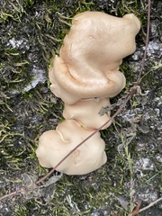 Trichoderma peltatum