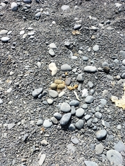 Charadrius bicinctus bicinctus