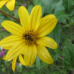 Bidens rubifolia