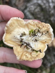 Trichoderma peltatum