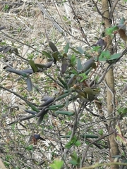 Phylloscopus proregulus