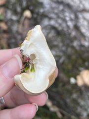 Trichoderma peltatum